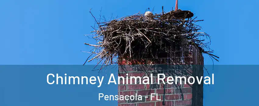 Chimney Animal Removal Pensacola - FL