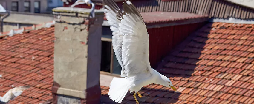 Residential Chimney Animal Removal Solution in Pensacola, FL